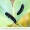 parnassius nordmanni larva3c